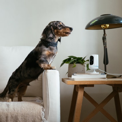 vivint Trenton indoor security camera